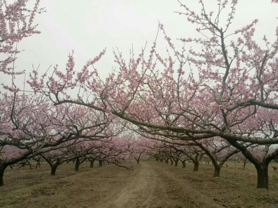 【曉荷·天地事】賞桃花（征文，散文）
