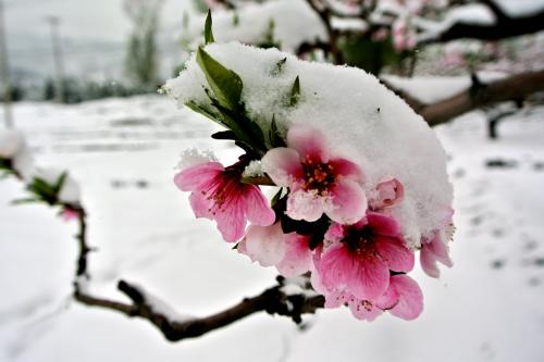 【軍警】一壺雪花，煮沸了父親的鄉(xiāng)愁（散文）