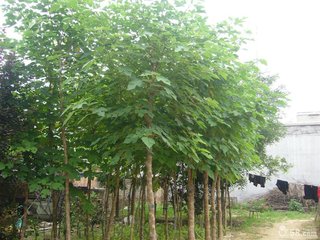 【荷塘“人間暖情”征文】老家那幾棵楸樹(shù)（散文）