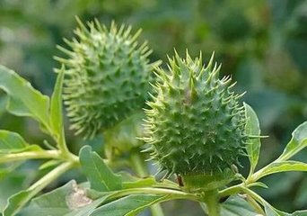 【時光】董家堡逸事（散文）