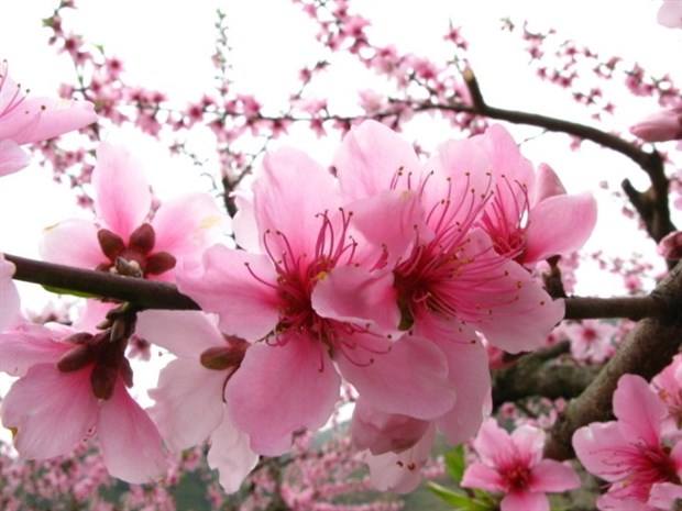 【荷塘“有獎(jiǎng)金”征文】桃花，盛開在古詩文里（散文）