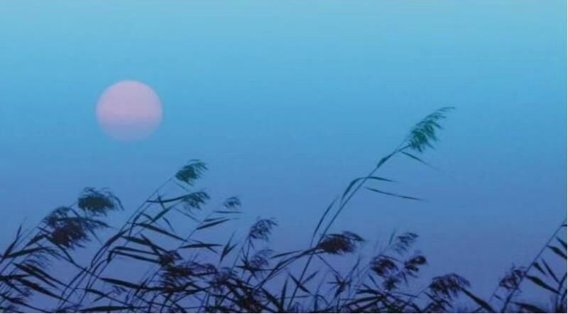 【曉荷·時(shí)光】萋萋芳草（小說(shuō)）