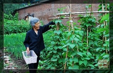 【西風】母親的園子（散文）