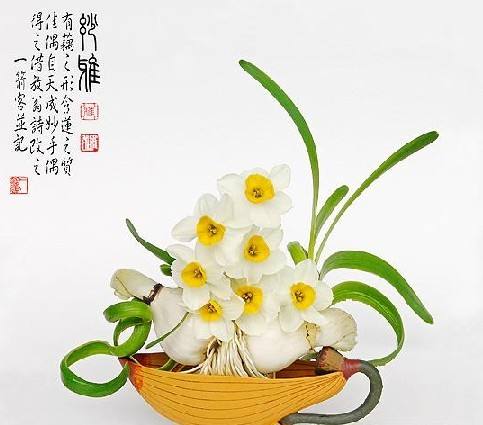 【荷塘】素心一捧，踏浪來(lái)（散文）