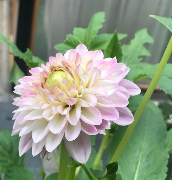 【星月】風(fēng)有約，花不負（散文）