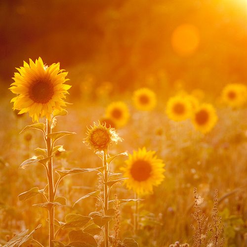 【丁香花語】零錢，溫暖我曾經的記憶（散文）